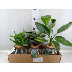 Planten  ..mix
