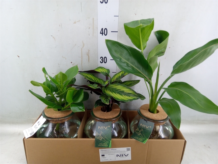 <h4>Planten  ..mix</h4>