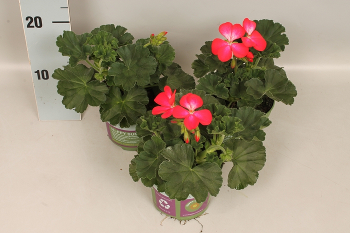 Pelargonium zonale Bunny Cherry Ice