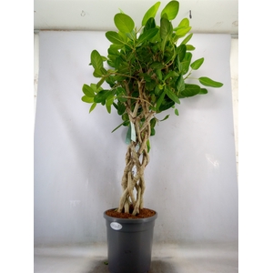 Ficus benghalensis 'Audrey'