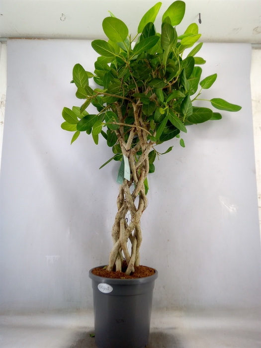 <h4>Ficus benghalensis 'Audrey'</h4>