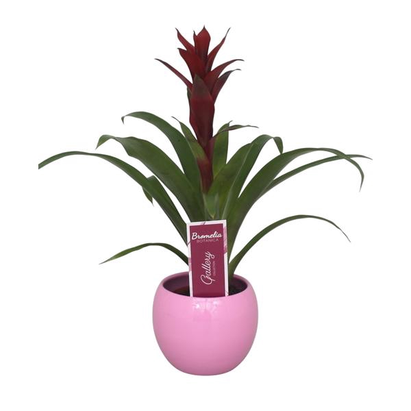 <h4>Guzmania switch in roze bolpot</h4>