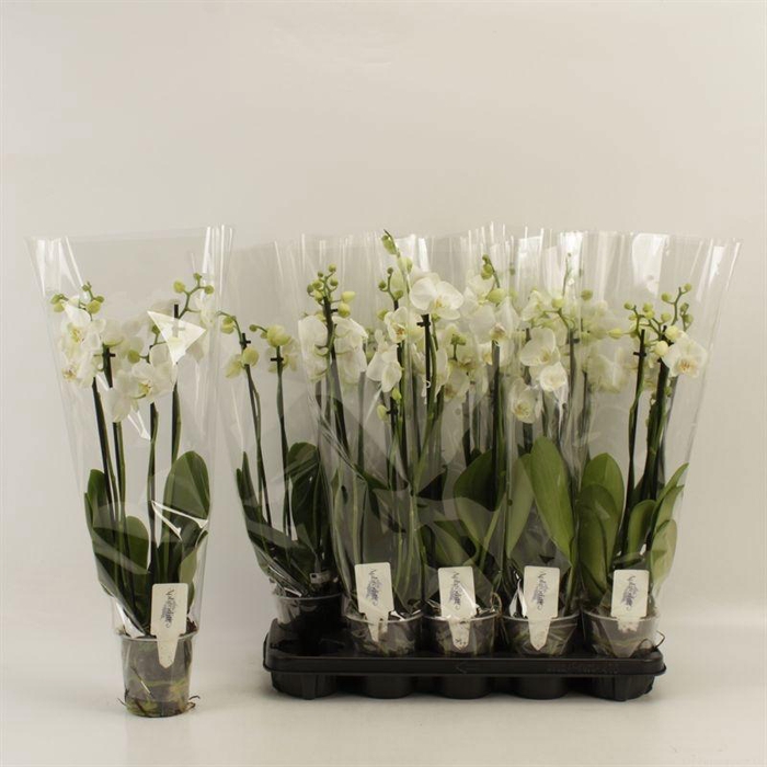 <h4>PHAL OV WIT</h4>