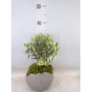 Arr.   Tuinplanten H%