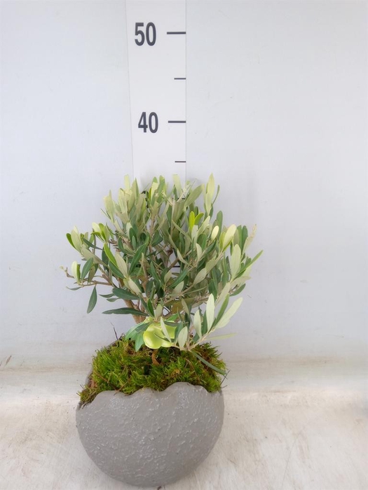 <h4>Arr.   Tuinplanten H%</h4>