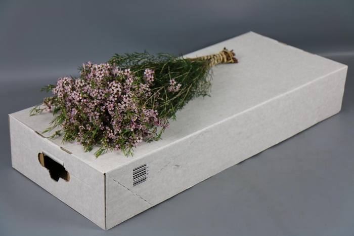 <h4>Chamelaucium Early Nir</h4>