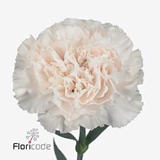 Dianthus st moon golem