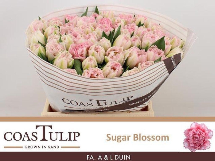 <h4>Tulipa fr super blossom</h4>