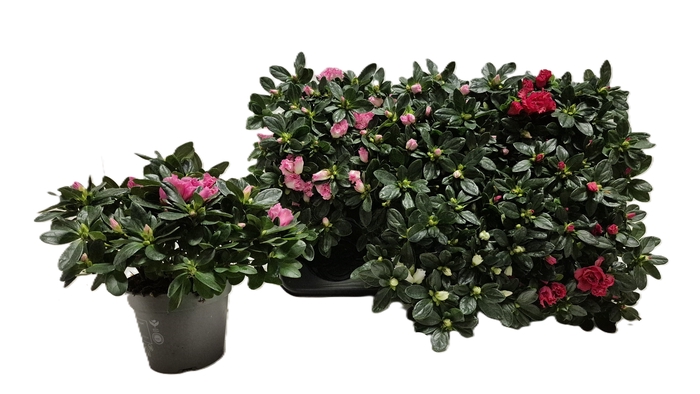 <h4>RHODO SI VOGEL GEM</h4>