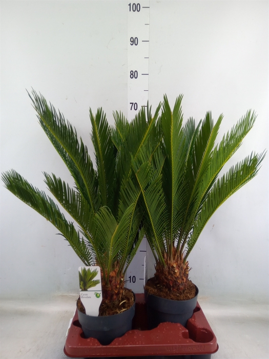 <h4>Cycas revoluta</h4>