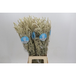 Amaranthus Yearming Desert