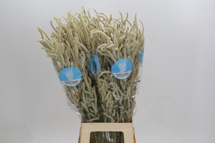 <h4>Amaranthus Yearming Desert</h4>