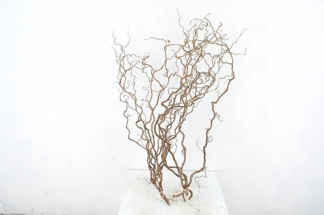 <h4>CORYL AV CONTORTA 2 JARIG 080CM</h4>