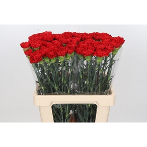 Dianthus St Arona