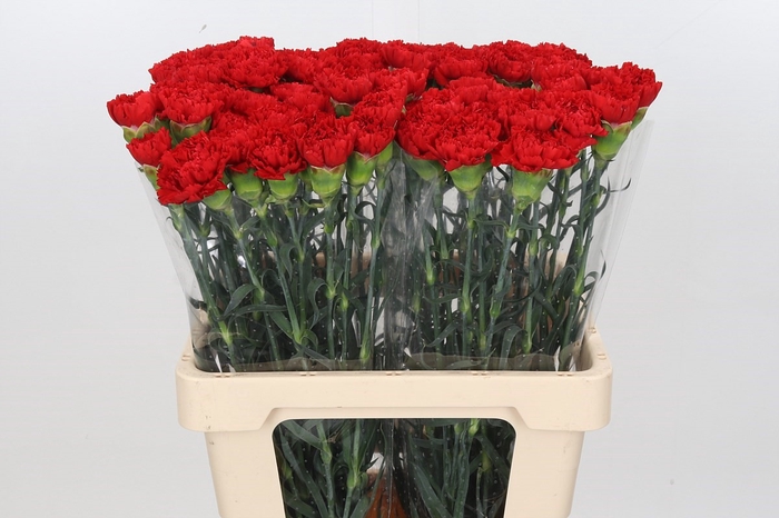 Dianthus St Arona