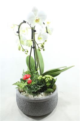 <h4>3574 PARAPLU GREY KER.</h4>