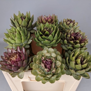 CYNARA SC GREEN GLOB