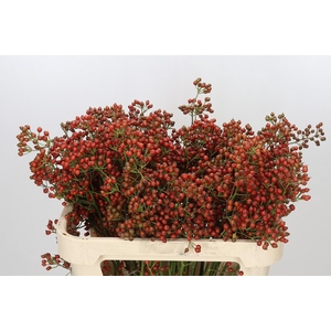 Rozenbottel Autumn Rosefruits gold