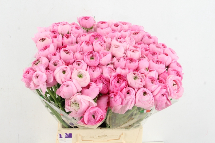 <h4>RAN ELEGANCE PINK</h4>