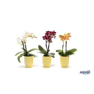 Hugo Citrus Tiny Dolls Mix 2T10+ Aqu@