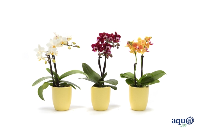 <h4>Hugo Citrus Tiny Dolls Mix 2T10+ Aqu@</h4>