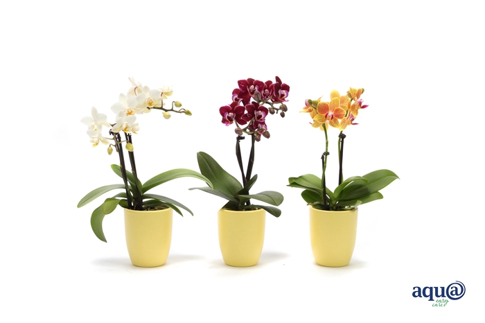 <h4>Hugo Citrus Tiny Dolls Mix 2T10+ Aqu@</h4>