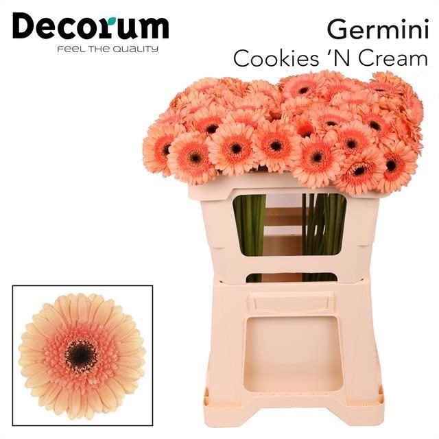 <h4>Ge Mi Cookie N Cream</h4>