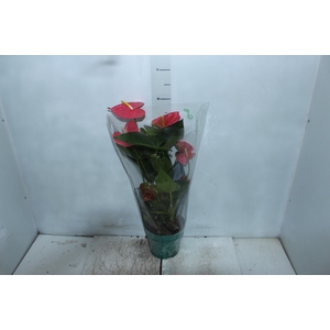 ANTHURIUM COLORADO P17 PREMIUM