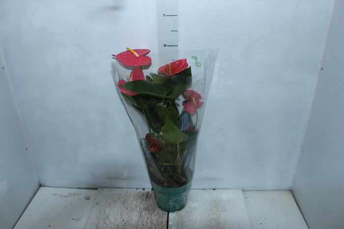 <h4>ANTHURIUM COLORADO P17 PREMIUM</h4>