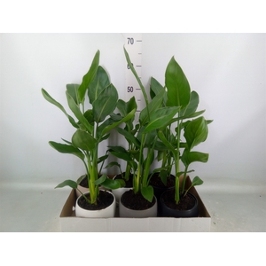 Strelitzia reg.