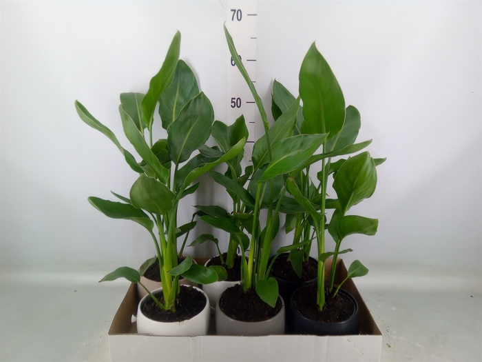 <h4>Strelitzia reg.</h4>