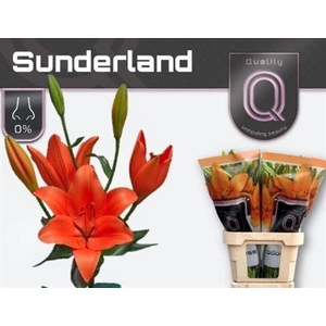 Li La Sunderland 5+