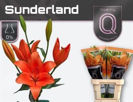 <h4>Li La Sunderland 5+</h4>