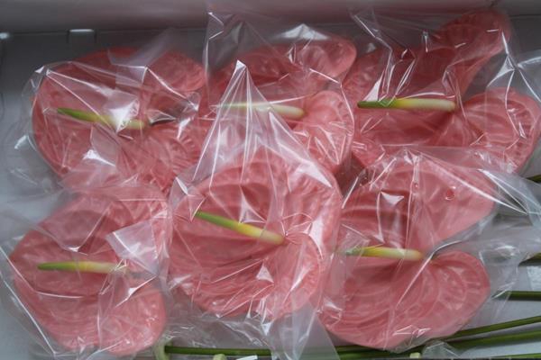 <h4>Anth A Kuduro X 12</h4>