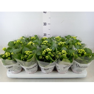 Kalanchoe blos. 'RosFlow Sia'