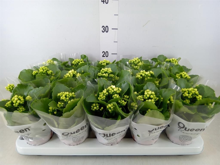 <h4>Kalanchoe blos. 'RosFlow Sia'</h4>