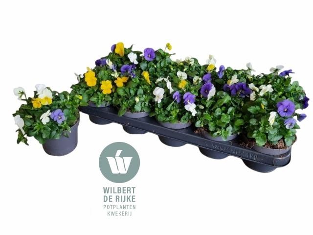 Vio Co Em Mm Stockho