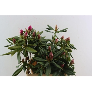 Rhodo Sweet Symphiss