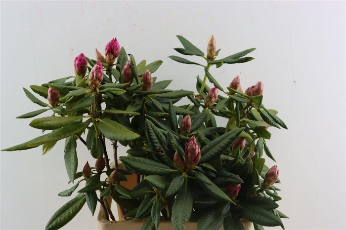 <h4>Rhodo Sweet Symphiss</h4>