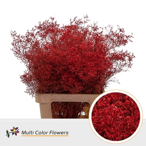 Limonium Beltlaard Rood