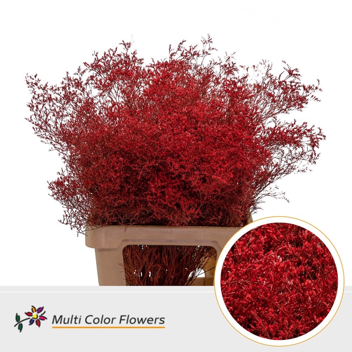 <h4>Limonium Beltlaard Rood</h4>