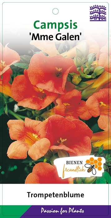 Campsis x tagliabuana Madame Galen