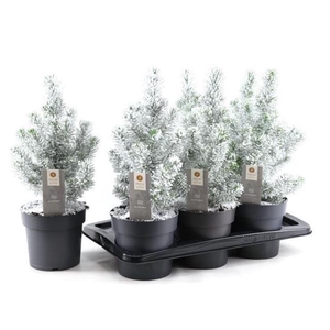 PINUS SILVER CREST