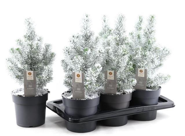 PINUS SILVER CREST