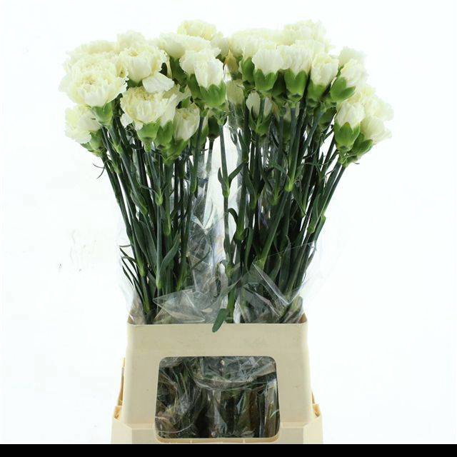 <h4>DI ST WEDDING</h4>