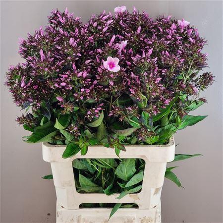 <h4>PHLOX P BRI EYES</h4>