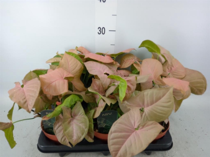 <h4>Syngonium podop.</h4>