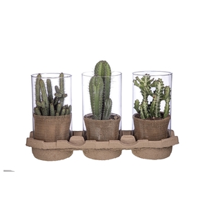 MIX COLUMNAR CACTUS IN GLASS CYLINDERØ15 H30-ECO-FRIENDLY TRAY 3 PCS