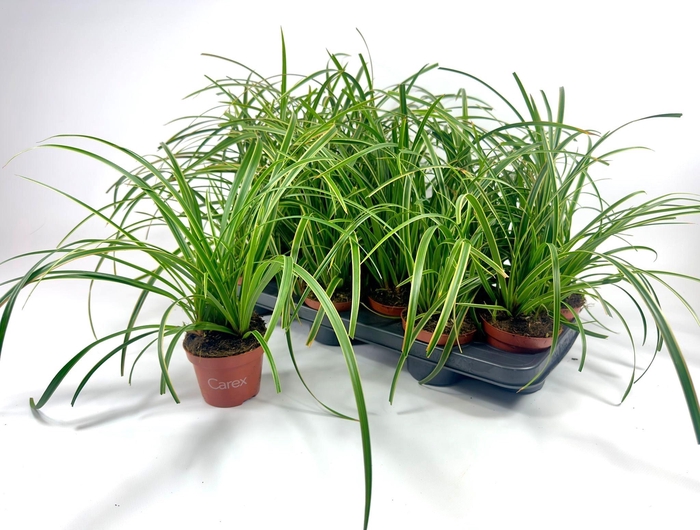 <h4>CARE MO ICE DANCE</h4>