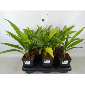 Trachycarpus fortunei